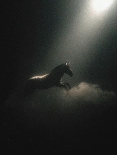 Shadow Horse in Fog Photography Poster.