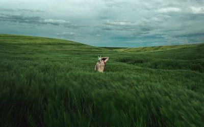 Woman amidst green field. Original. poster print