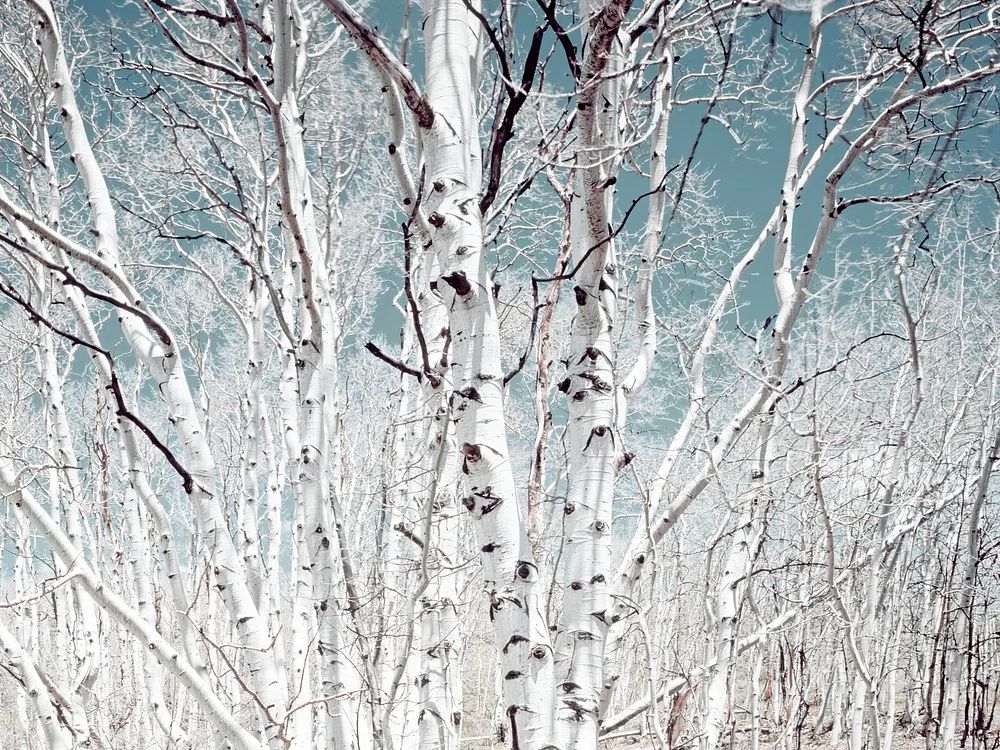 Birch trees Utah high country. poster detail