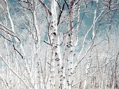 Birch trees Utah high country.