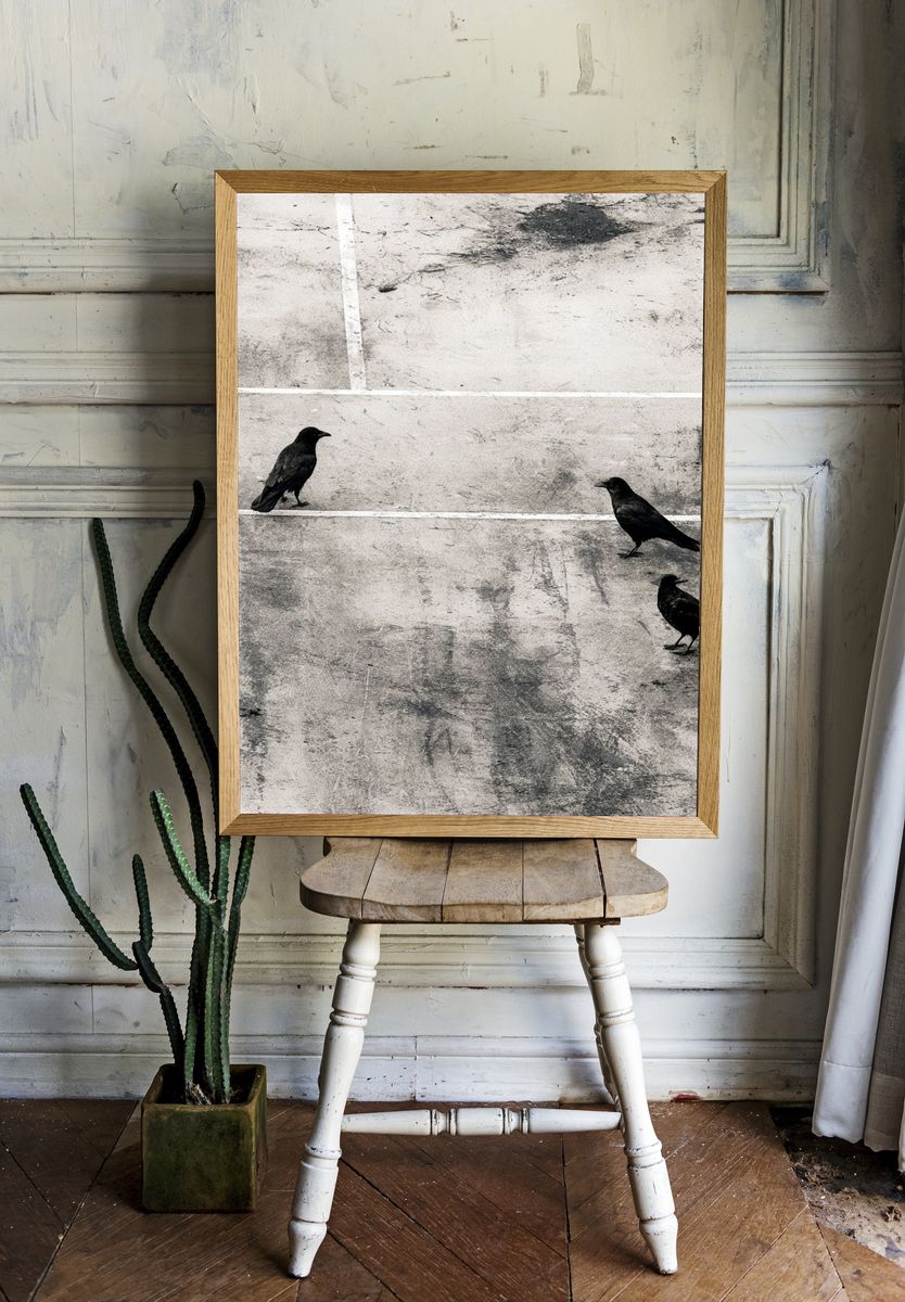 Crows on Concrete Photography Print. room preview