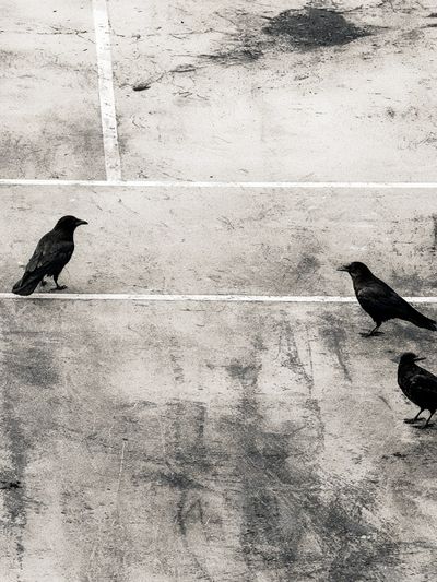 Crows on Concrete Photography Print. poster
