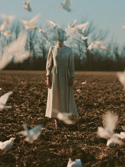 Dreamlike Dove Field Photography Poster. poster