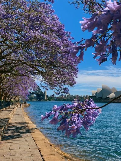 Sydney Harbour Jacaranda Print.