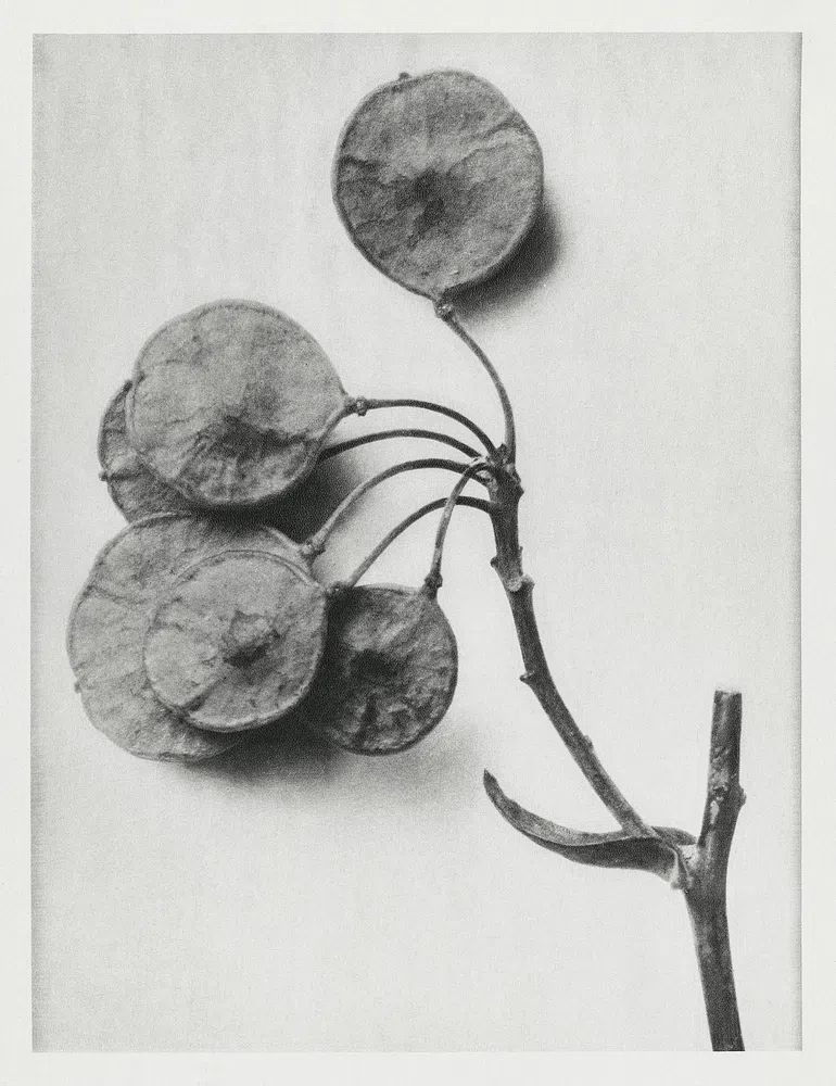 Ptelea Trifoliata (Common Hoptree) enlarged. poster — botanical art