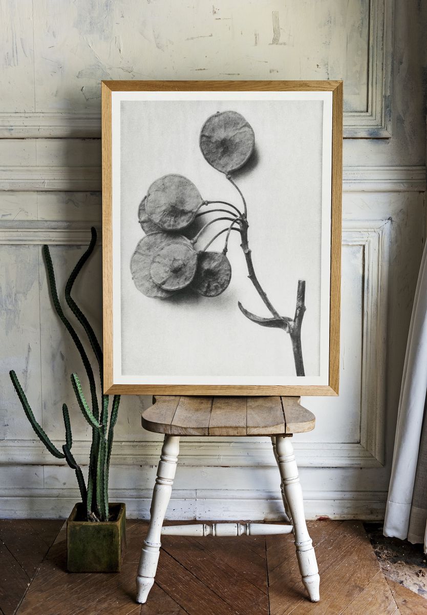 Ptelea Trifoliata (Common Hoptree) enlarged. — room view 1