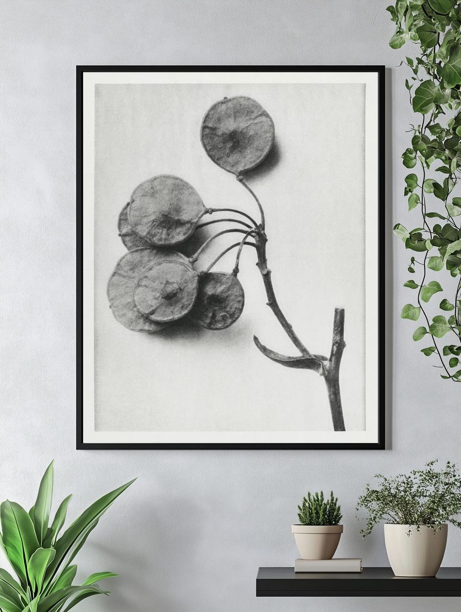 Ptelea Trifoliata (Common Hoptree) enlarged. — room view 4