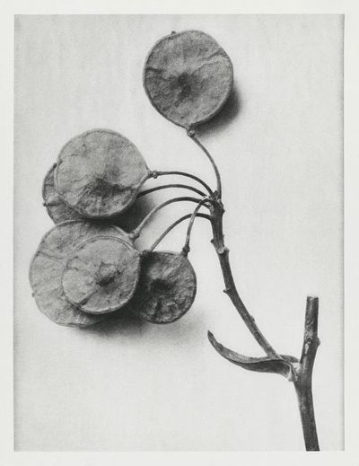 Ptelea Trifoliata (Common Hoptree) enlarged.