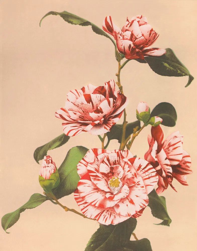 Beautiful photomechanical prints Striped Camellias. poster — botanical art