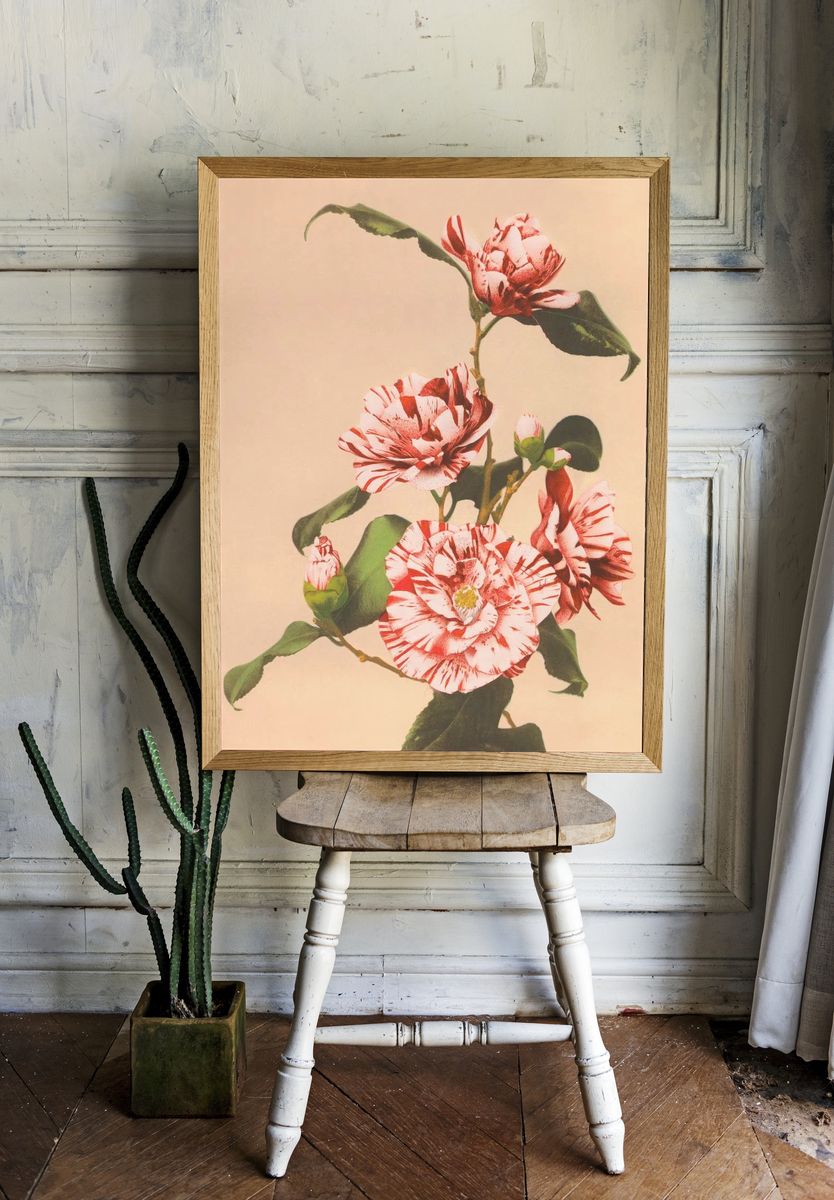Beautiful photomechanical prints Striped Camellias. — room view 1