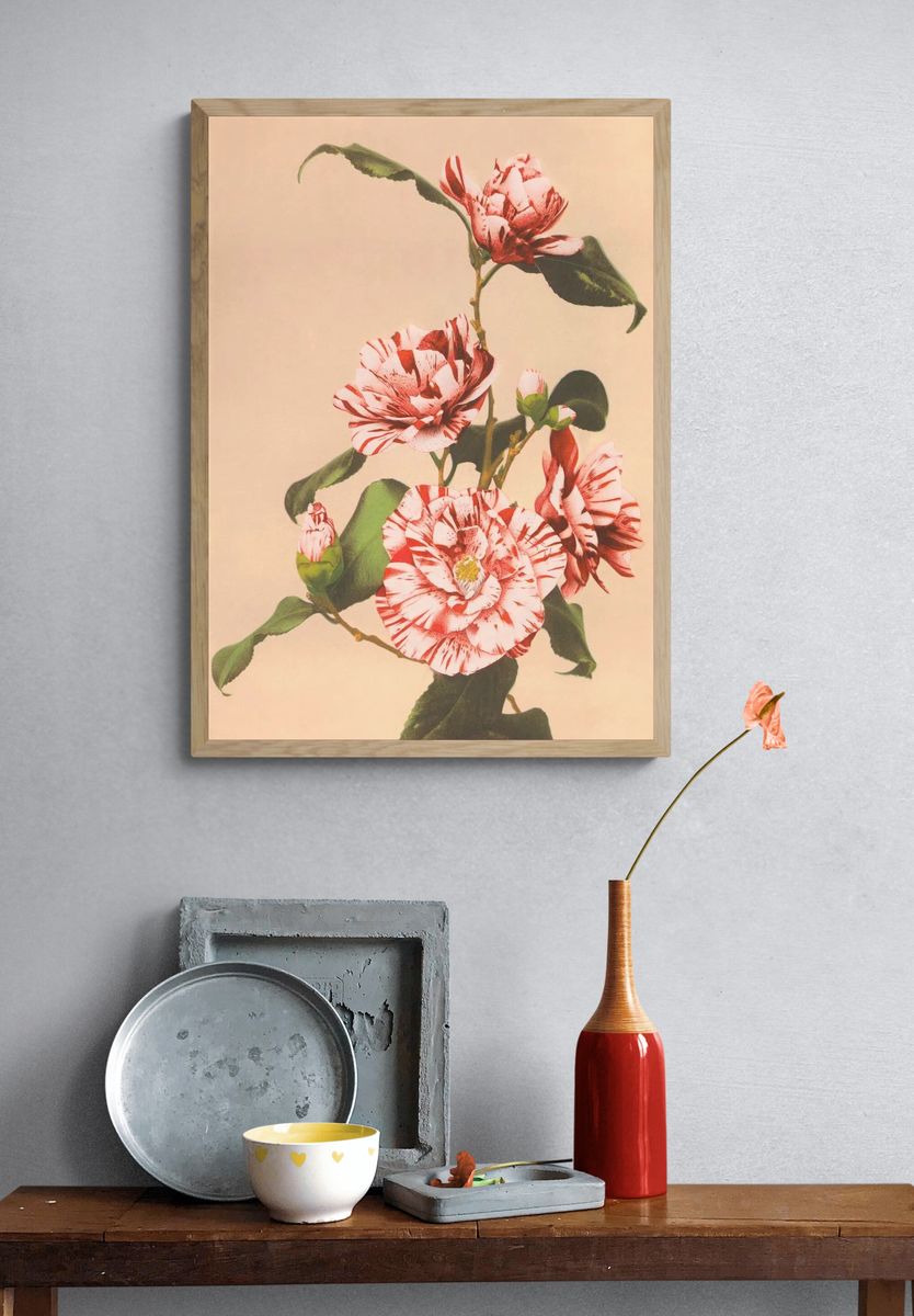 Beautiful photomechanical prints Striped Camellias. — room view 3