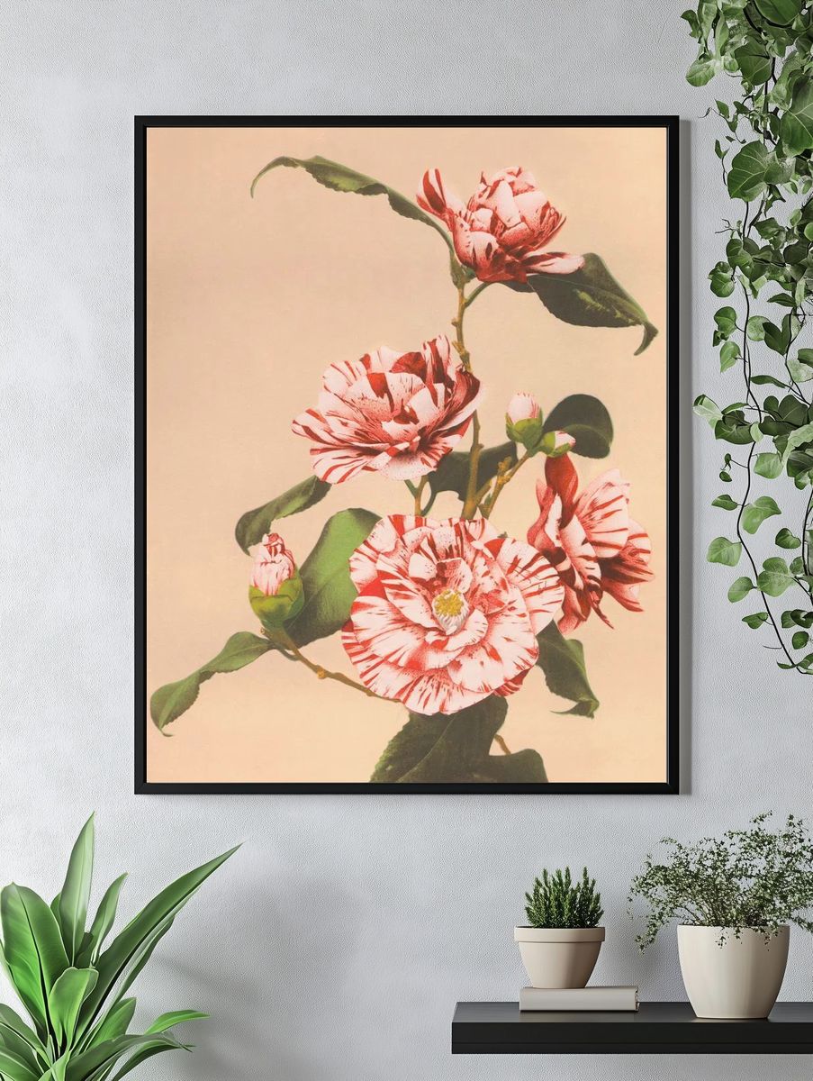 Beautiful photomechanical prints Striped Camellias. — room view 4