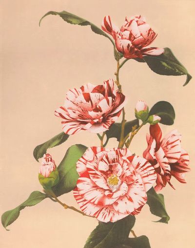 Beautiful photomechanical prints Striped Camellias. poster