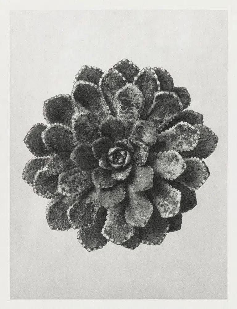Margined Pyramidal Saxifrage (Saxifraga Aizoon). poster — botanical art