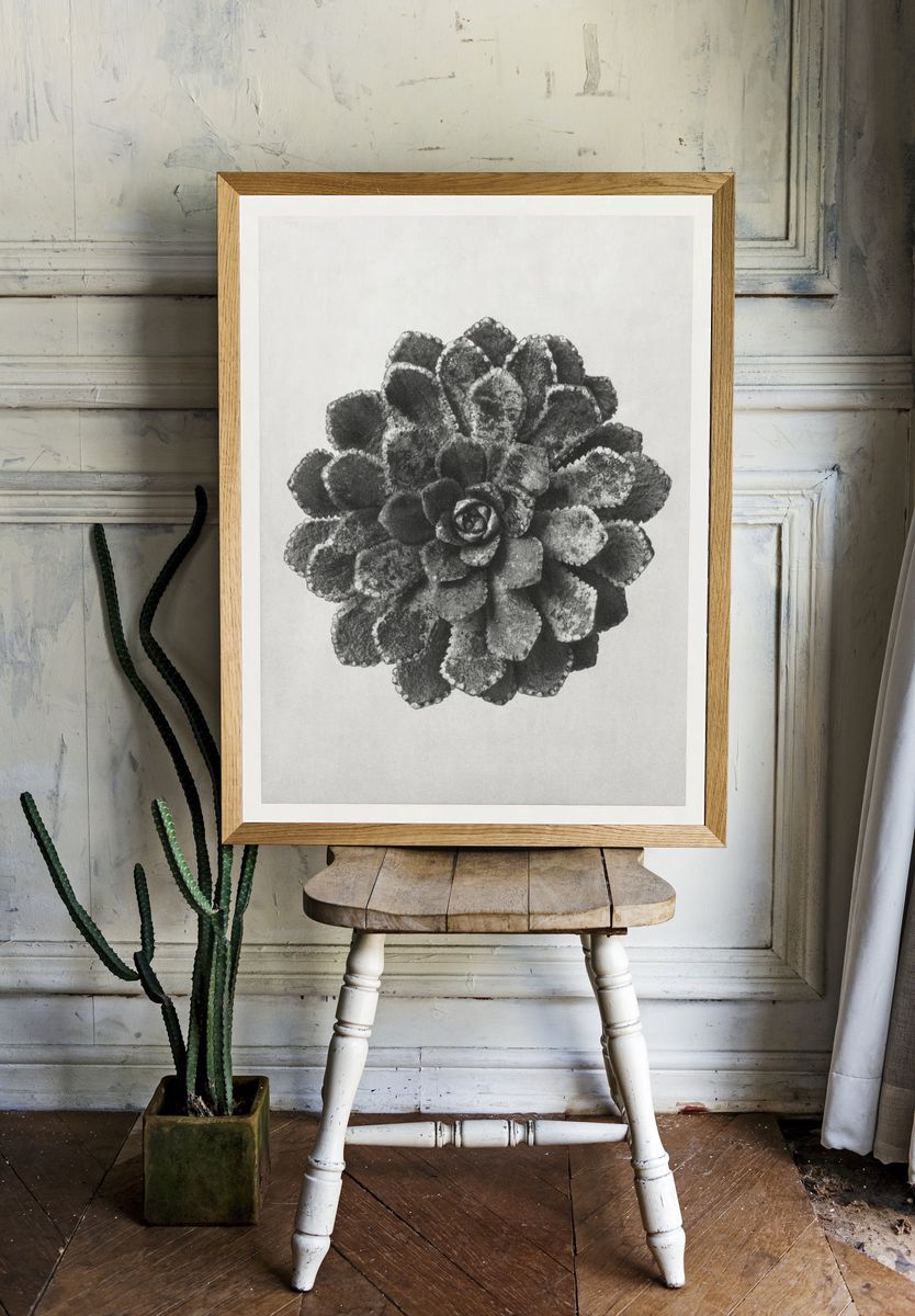 Margined Pyramidal Saxifrage (Saxifraga Aizoon). — room view 1