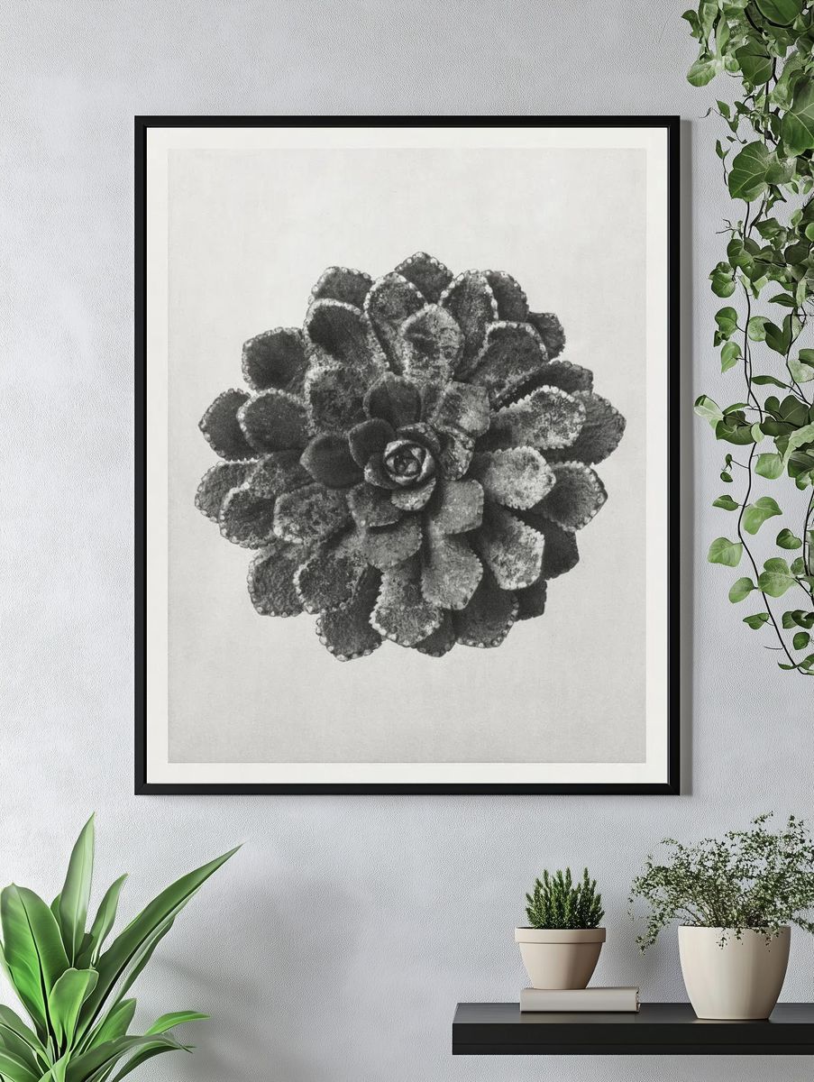 Margined Pyramidal Saxifrage (Saxifraga Aizoon). — room view 4