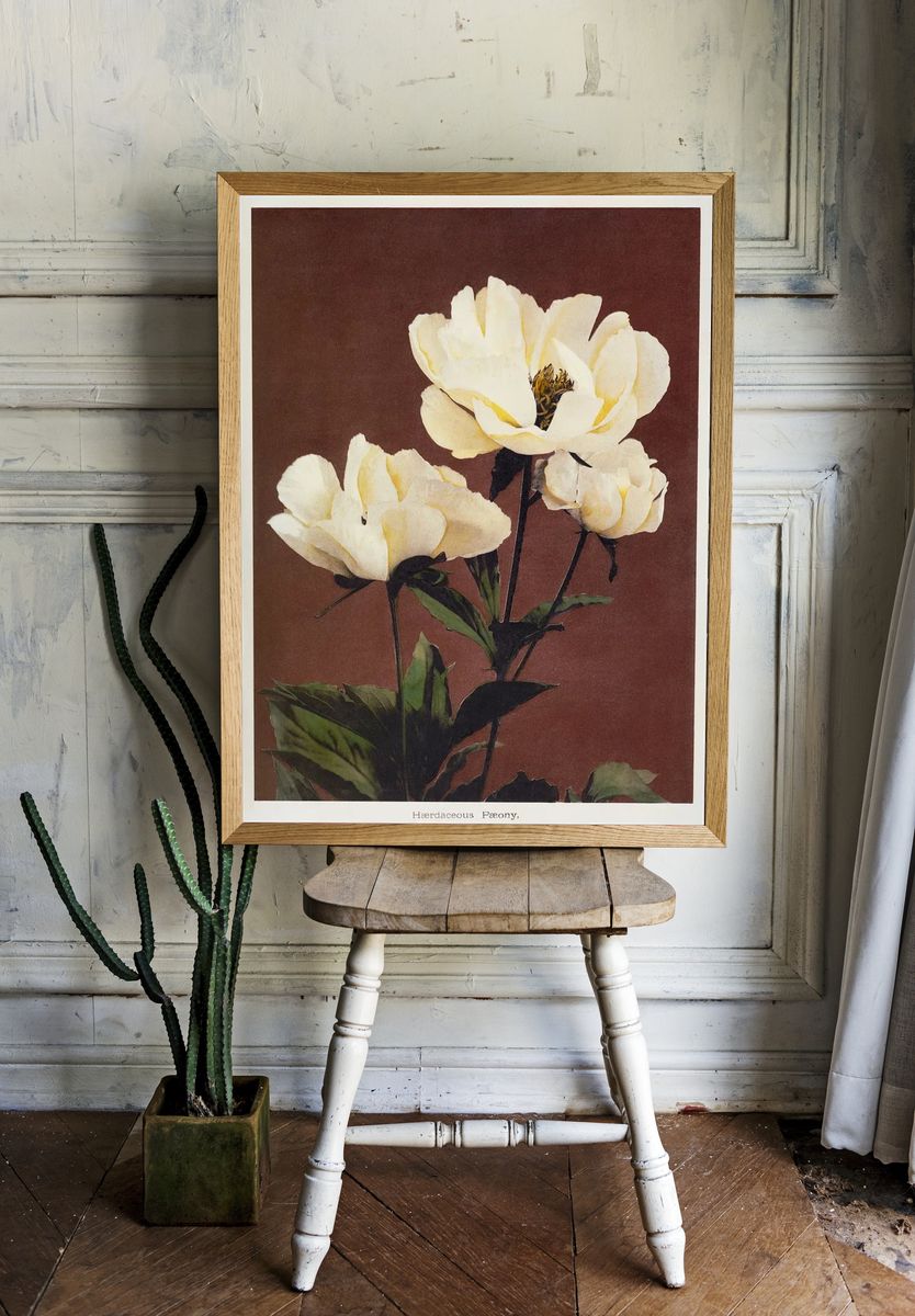 Hærdaceous Peony, hand–colored collotype Some. room preview