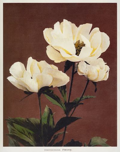 Hærdaceous Peony, hand–colored collotype Some.