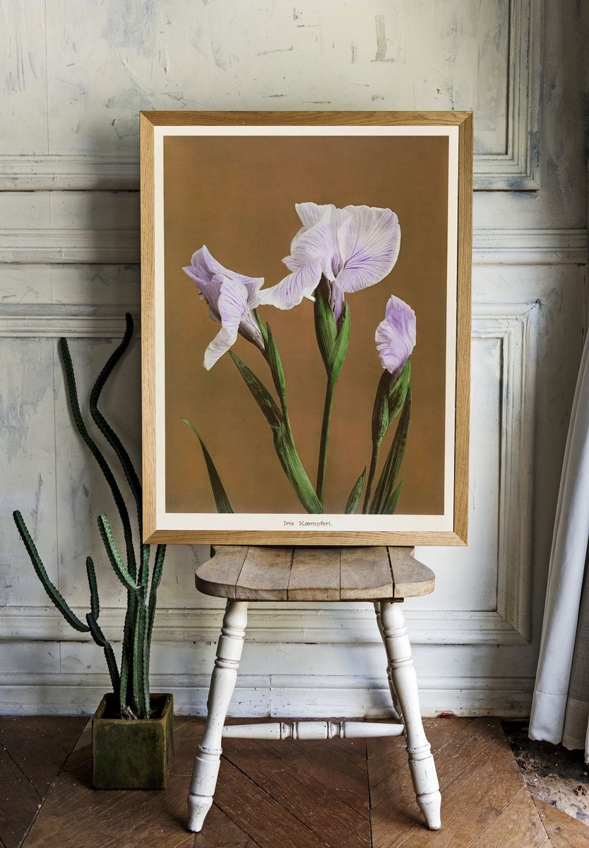 Iris Kæmpferi, hand-colored collotype Some. room preview