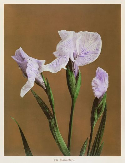 Iris Kæmpferi, hand-colored collotype Some.