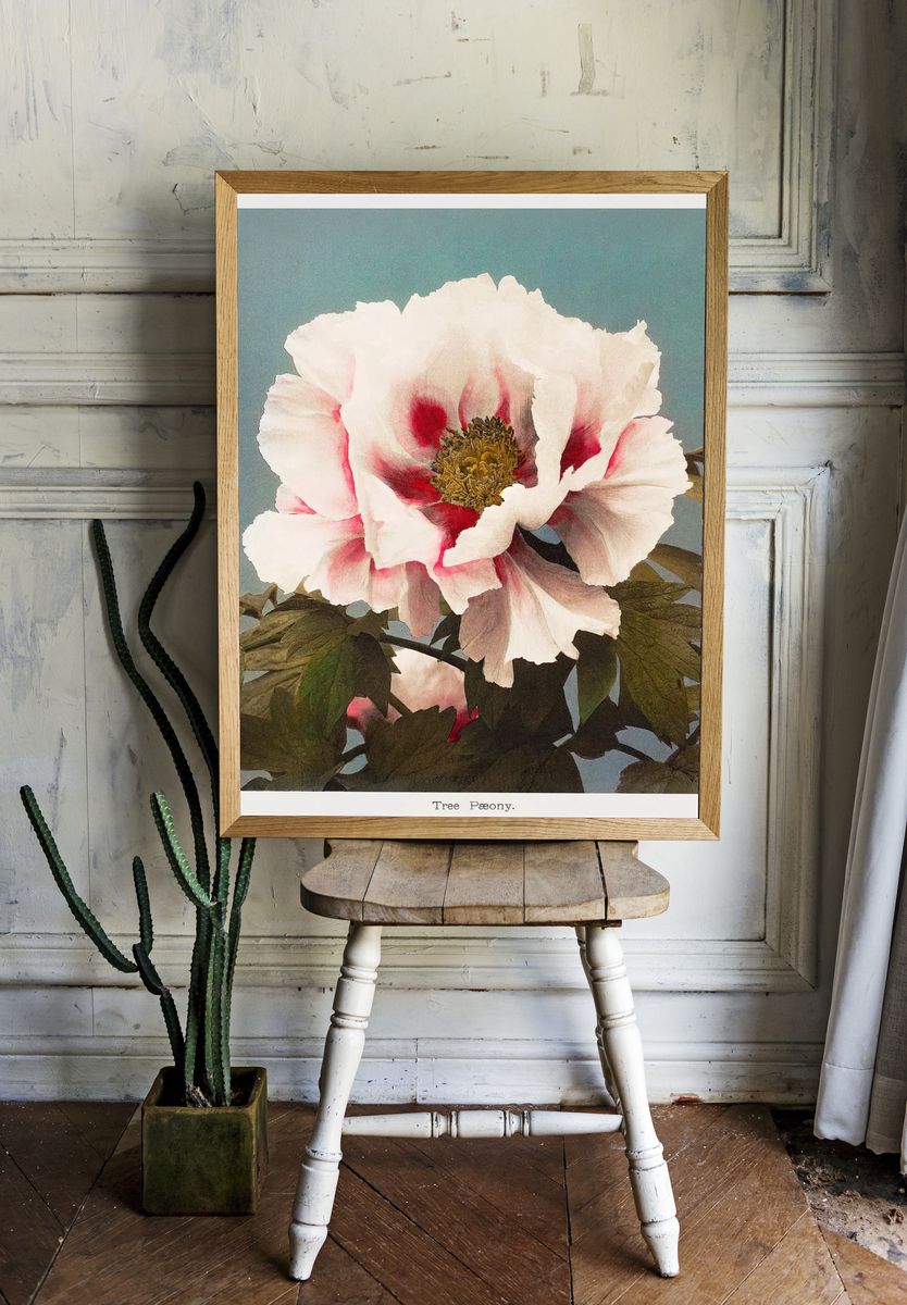 Tree Peony, hand–colored collotype Some. room preview