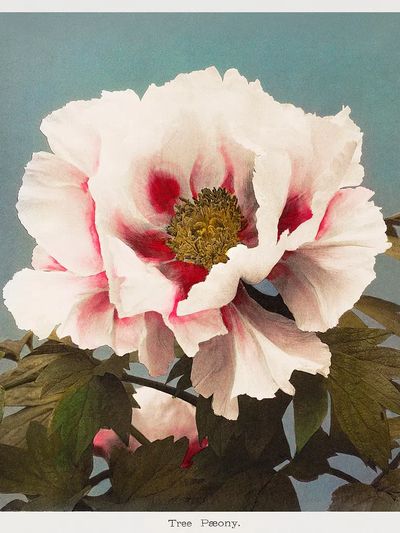 Tree Peony, hand–colored collotype Some.