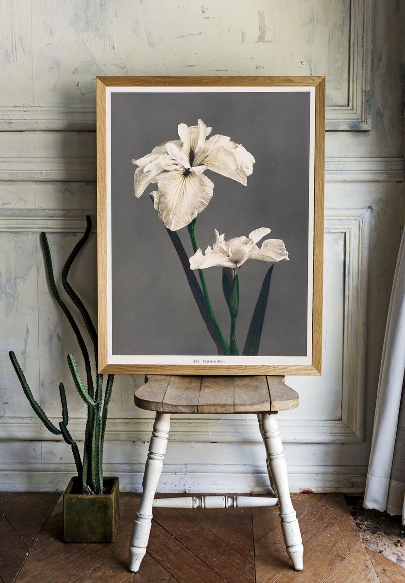 Iris Kæmpferi, hand–colored collotype Some. room preview
