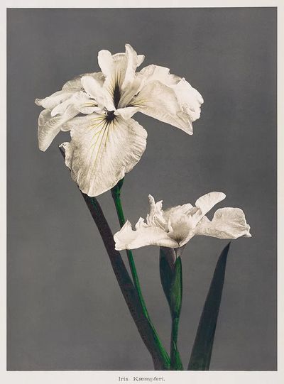 Iris Kæmpferi, hand–colored collotype Some.