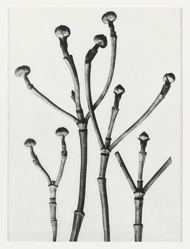 Cornus Florida. poster — botanical art