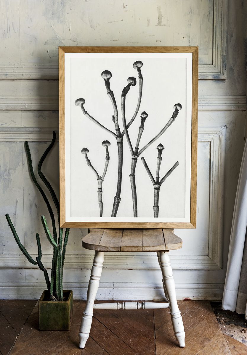 Cornus Florida. — room view 1