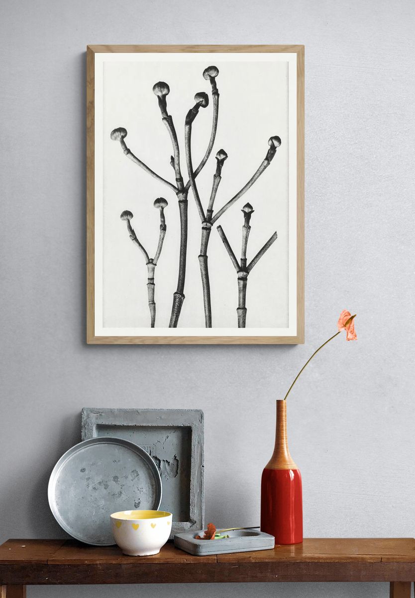 Cornus Florida. — room view 3
