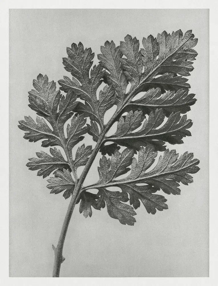 Chrysanthemum parthenium (Feverfew chrysanthemum) enlarged. poster detail