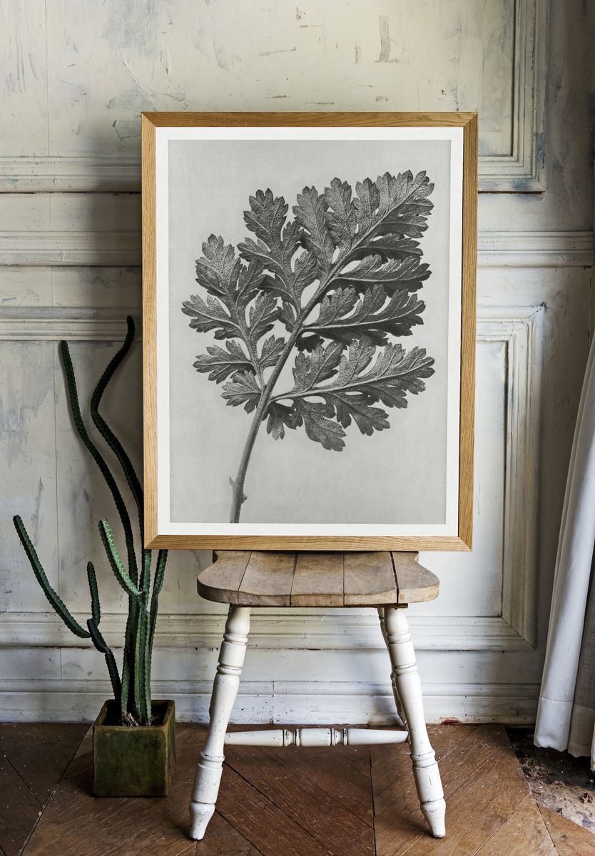 Chrysanthemum parthenium (Feverfew chrysanthemum) enlarged. — room view 1