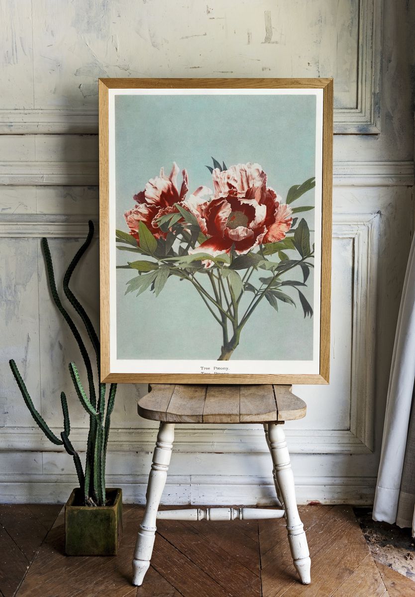 Tree Peony, hand–colored collotype Some. room preview