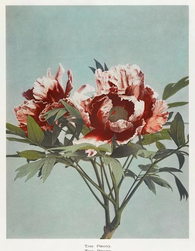 Tree Peony, hand–colored collotype Some.