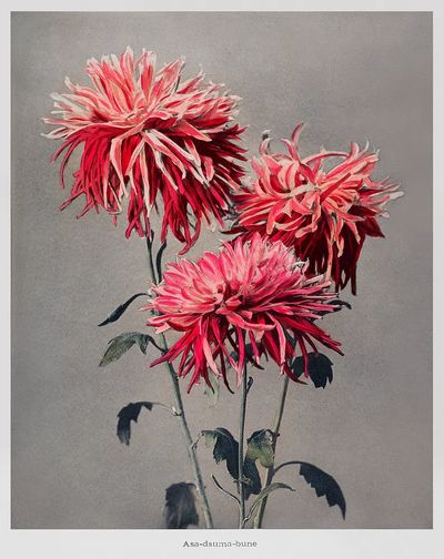 Asa–dsuma–bune, hand–colored collotype Some Japanese.
