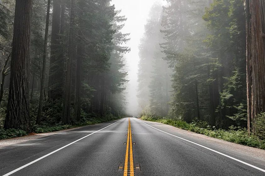 Scenic route Redwood National Forest. poster — photography art