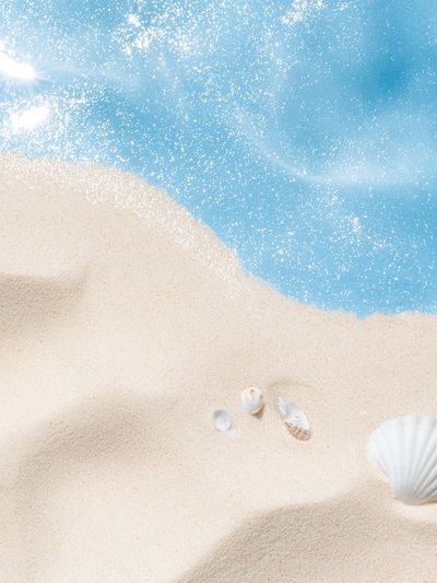 Seaside Shells Photography Poster. poster