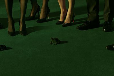 Frog and Formal Shoes Photography Poster. poster
