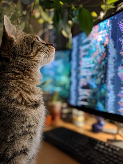 Tabby Cat at Computer Photography Poster. poster print