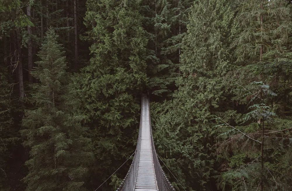 View hanging bridge forest. poster detail
