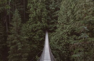View hanging bridge forest. poster