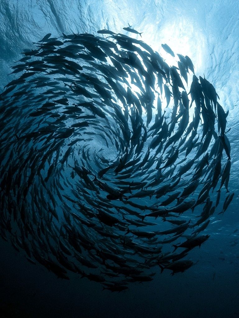Swirling Fish School Photography Poster. poster detail