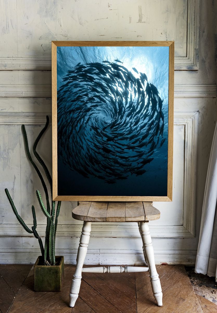 Swirling Fish School Photography Poster. room preview