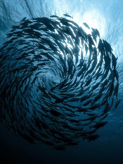 Swirling Fish School Photography Poster.