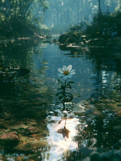 Forest Stream Blossom Photography Poster.