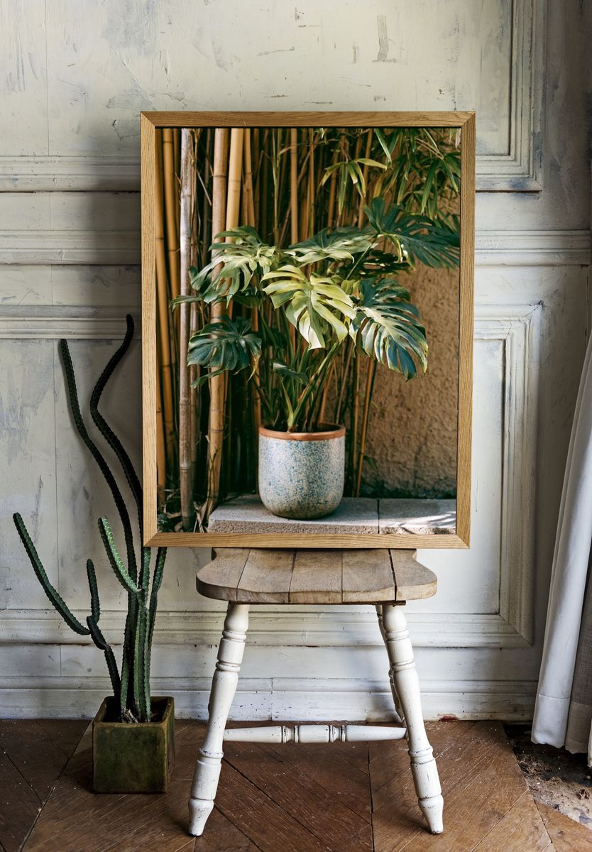 Tropical Potted Monstera Photography Poster. room preview