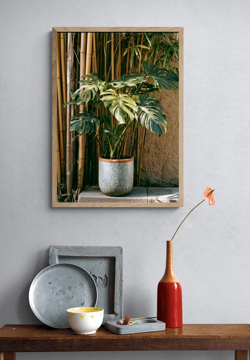 Tropical Potted Monstera Photography Poster. — room view 3