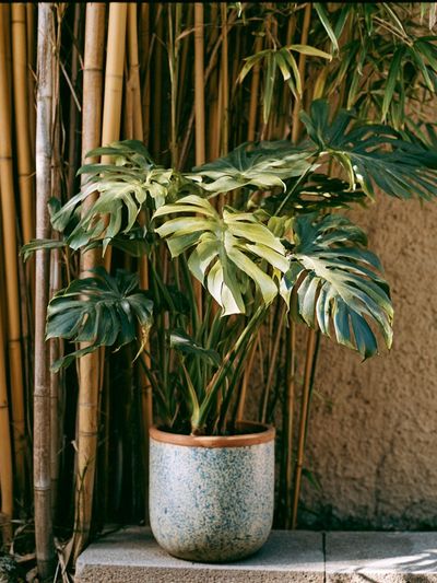 Tropical Potted Monstera Photography Poster.