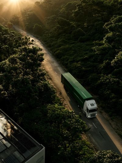 Sunlit Forest Road Photography Poster.